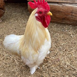 Meet your Posher, Deanna